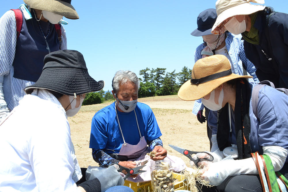 ラッキョウの根葉切りを教える山根さん（中）とツアー客